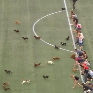 ASSISTA: Corrida de cachorros da raça “salsicha” rouba cena em campeonato canadense de futebol